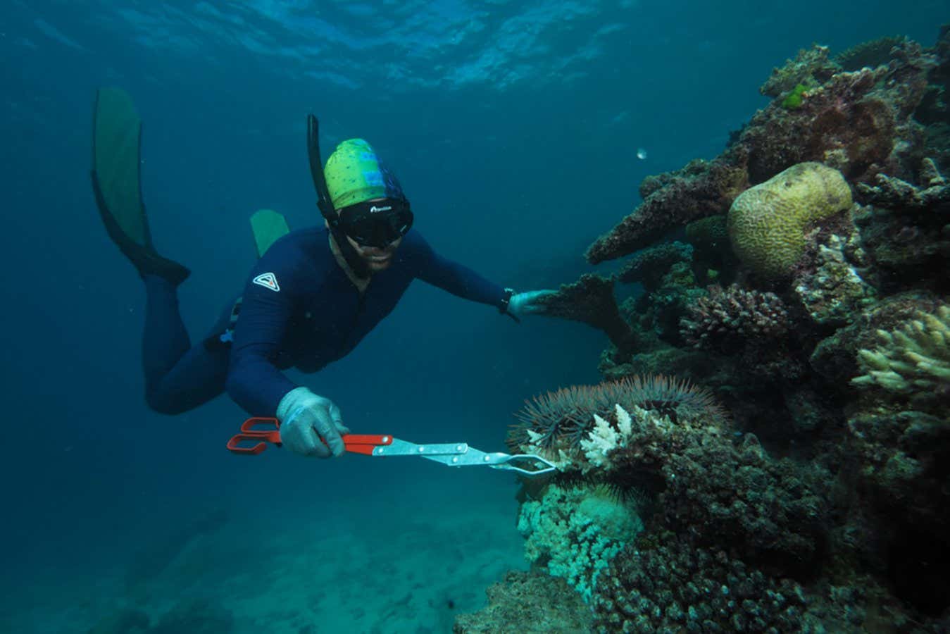 Culling predatory starfish conserves coral on the Great Barrier Reef