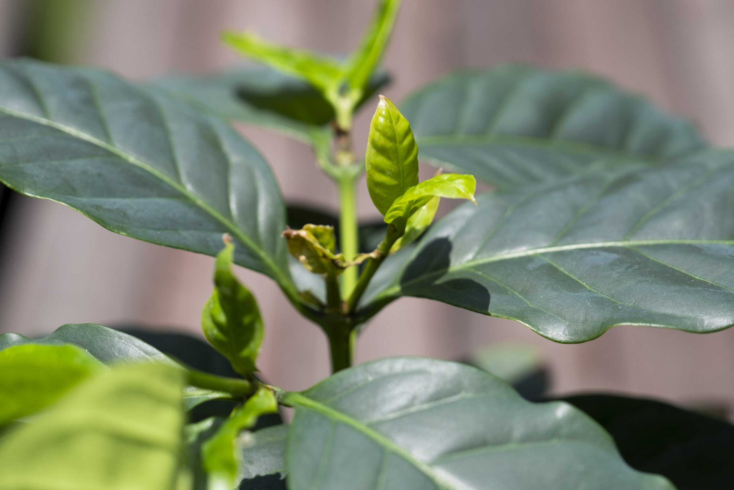 Scientists find common genes defending coffee plants against devastating disease