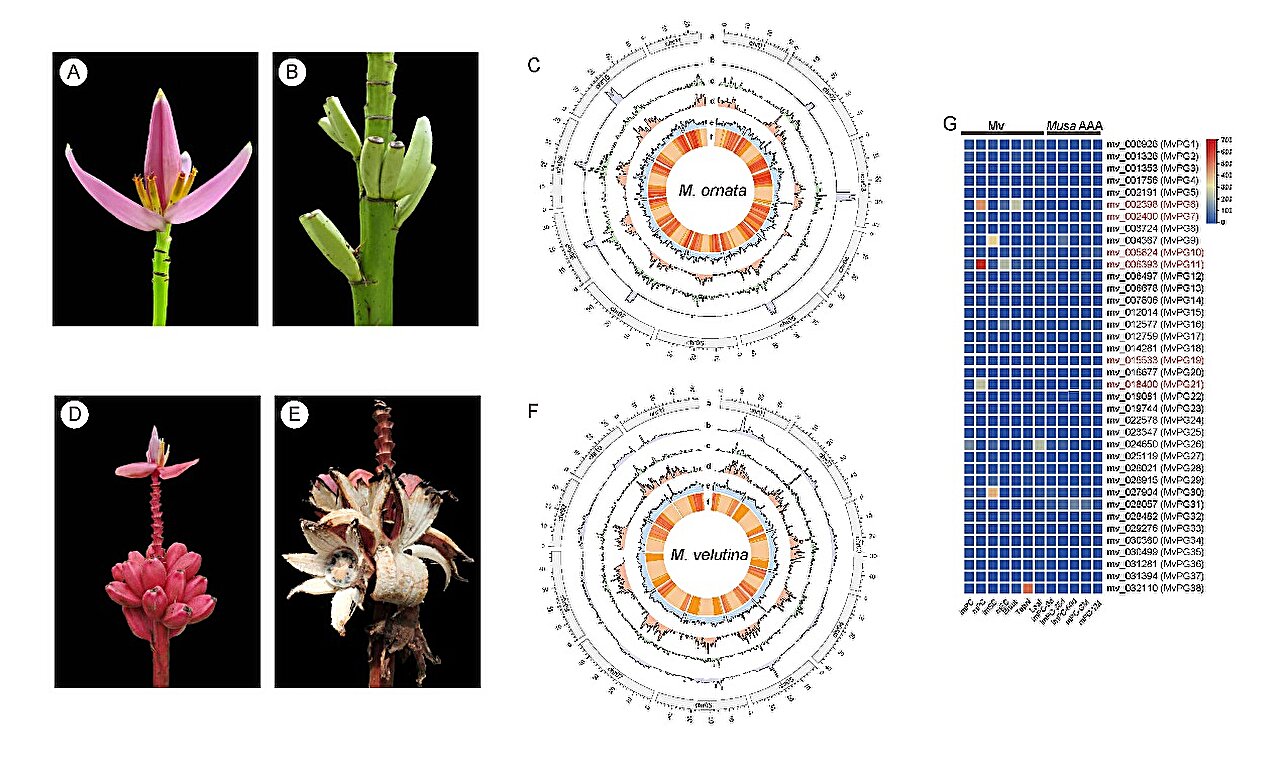 First chromosome-level reference genomes of the ornamental banana and pink banana
