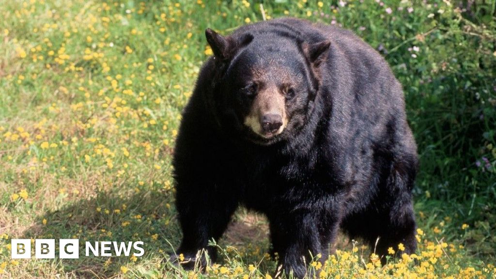 Fatal bear attack a first in California history