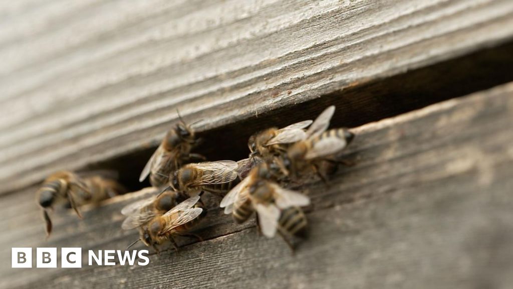How beeswax could help war-hit families save food