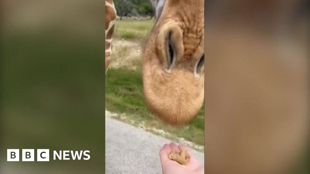 ‘Wanna feed the giraffe?’ Moment toddler grabbed from truck