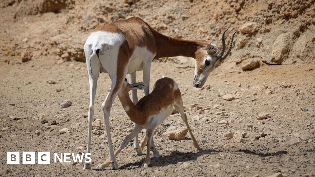 Almería music festival blamed for gazelle deaths in Spain