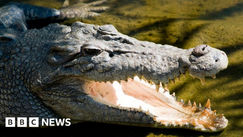 Body found in search for child missing in croc attack