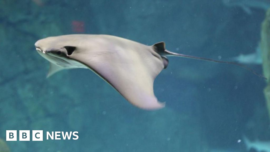 US stingray who became pregnant without mate, dies